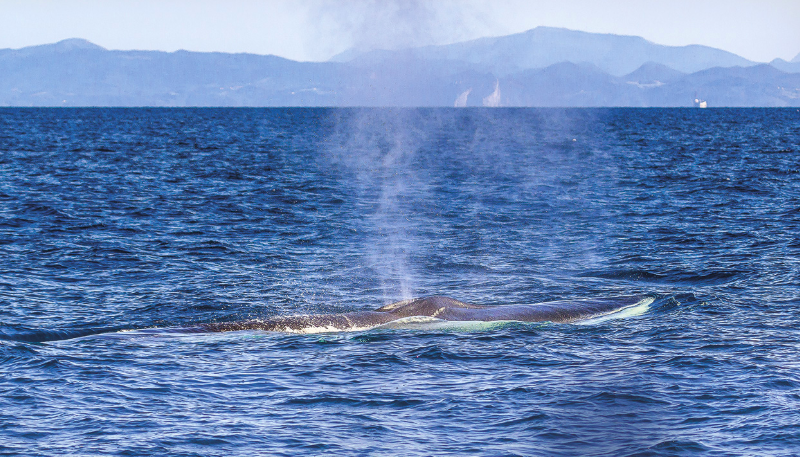 Foto de una ballena en el oceano cantábrico